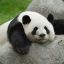 Sad Panda -trading-