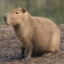 Capybara