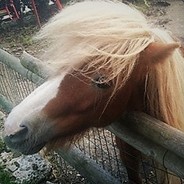 Fluffy Pony