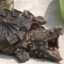 turtle摧毀者