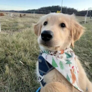 那女孩靠的太近了