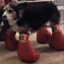 Boxing Doggo