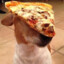 Pizza-Dog