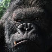 Gorilla