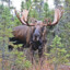 MOOSE_BOY_36