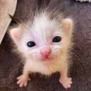 我把你床地址告诉蚊子