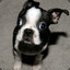 Mrbostonterrier