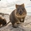 Profi Quokka