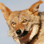 A Coyote