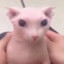 bingus