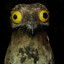 Corvus