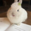 Sweetsy