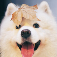 小王摆烂（盗号你妈没