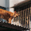 Catman