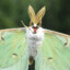 Luna_moth353