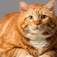 Orange Tabby Cat