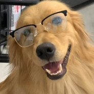 阿拉斯加的金毛