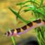 The Kuhli Loach