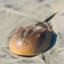 The Almighty HorseShoe Crab