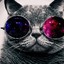 Mr. CAT