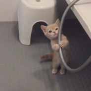 老蜥蜴的小蜥蜴