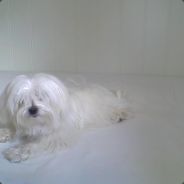 DottyEmil™