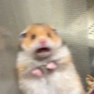 Hamtata