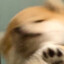햄찌