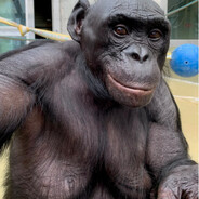 Ape with a keyboard