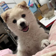 下狗球星卡拍卖