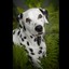 Dalmatian_Vet