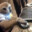 monke on laptop