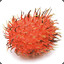 Rambutan