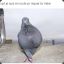 PIGEON WITH ATTITUDE