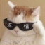 山本痛失仙人