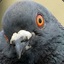 Startled Pigeon