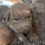 Shit Covered Puppy