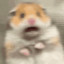 hamSter-