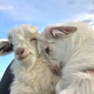 帝国の叛忍小羊スージー