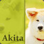 Arctic_Akita