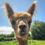 Worthy Alpaca