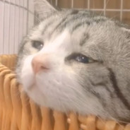 tEarful caT