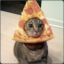 Pizza Cat