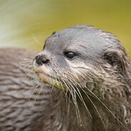 The Otter Helen