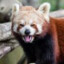 Red Panda