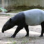 Tapir