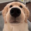 I use my paws to aim
