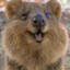 M. Quokka