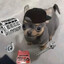 Perrito Mecanico!🛠️🐶