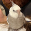 Peekaboo